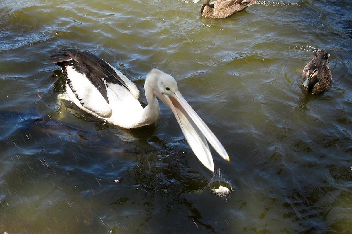 pelikán australský - ML347119021