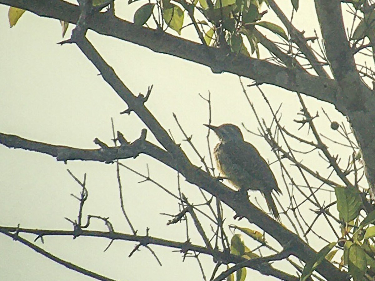 Fine-spotted Woodpecker - Giuseppe Citino