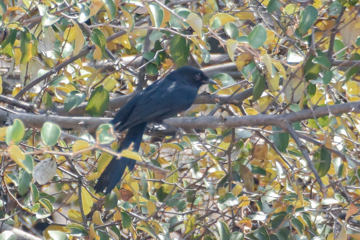 Western Square-tailed Drongo - ML347124071