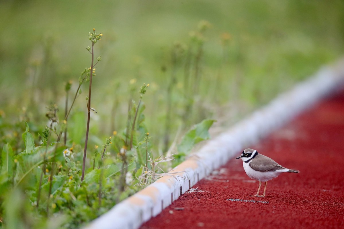 Little Ringed Plover - Ting-Wei (廷維) HUNG (洪)