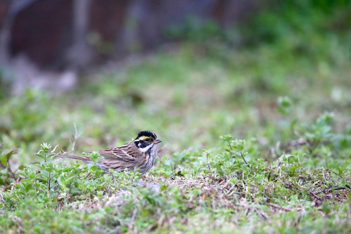 Yellow-browed Bunting - ML347125581