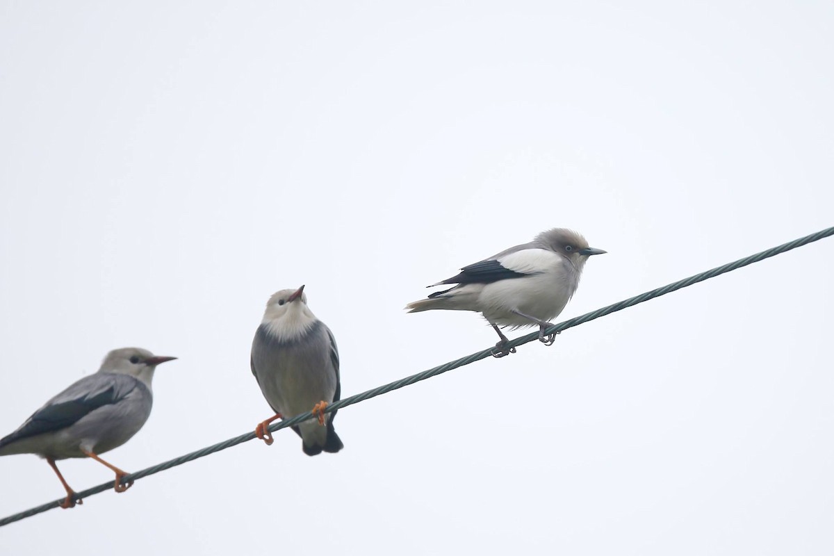 Red-billed Starling - Ting-Wei (廷維) HUNG (洪)