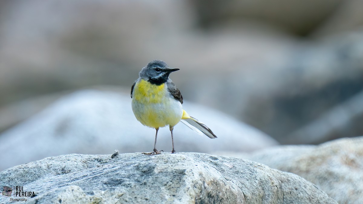 Gray Wagtail - Rui Pereira | Portugal Birding