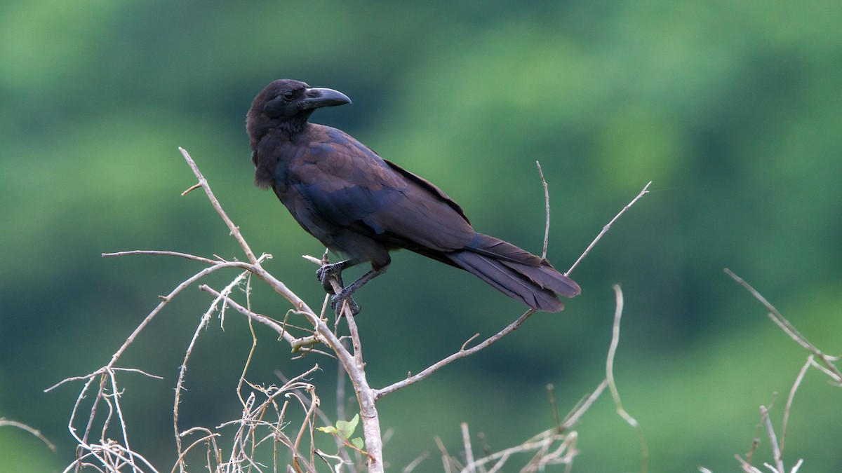 Large-billed Crow - ML347129721
