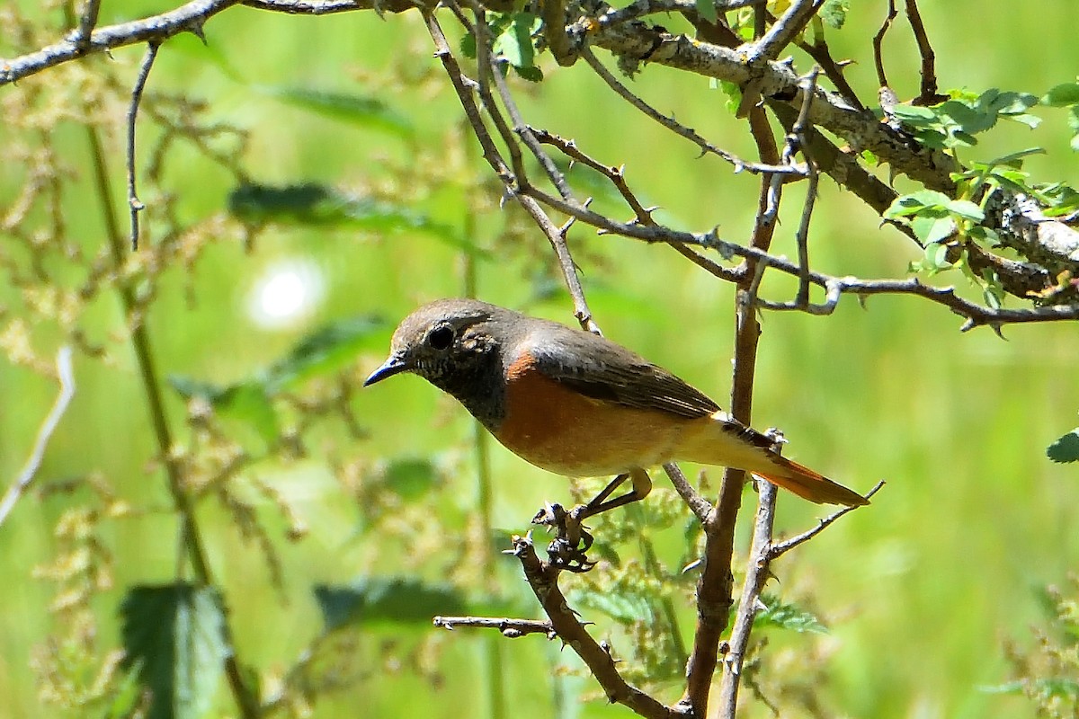 Common Redstart - Mu Sano