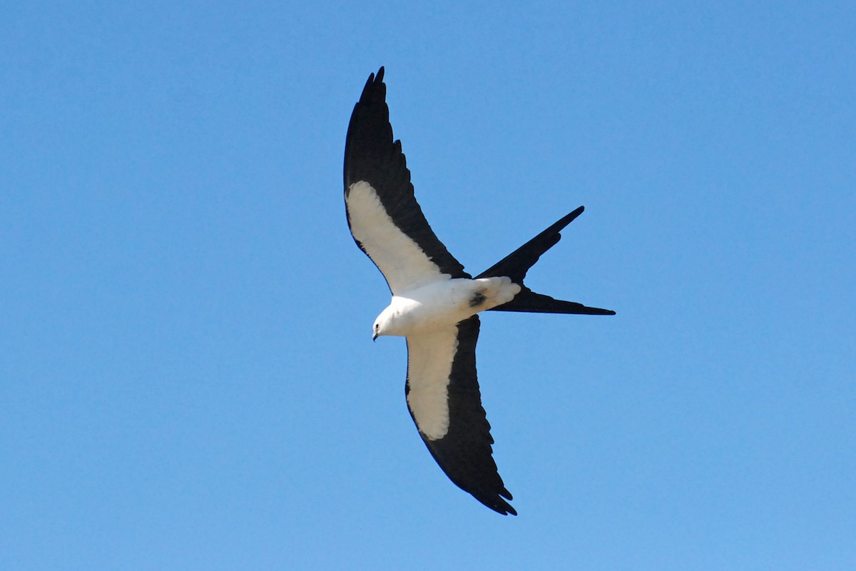 Swallow-tailed Kite - ML347135701