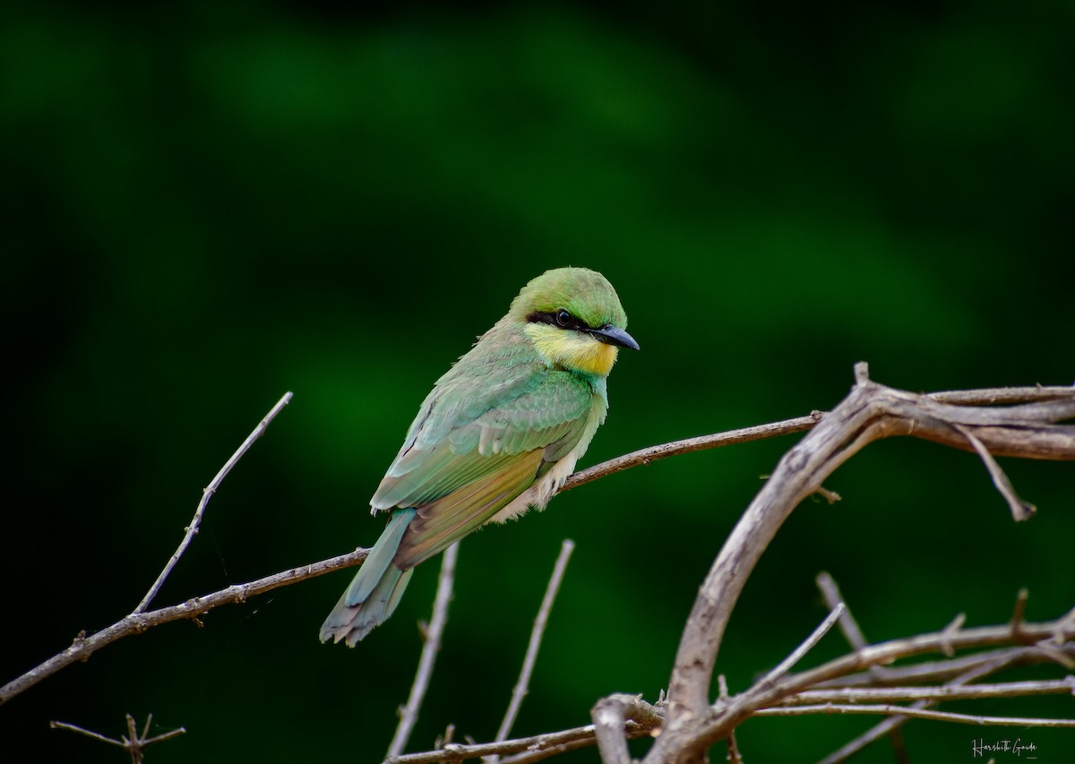 Asian Green Bee-eater - ML347137391