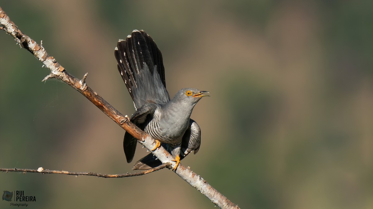 Common Cuckoo - Rui Pereira | Portugal Birding