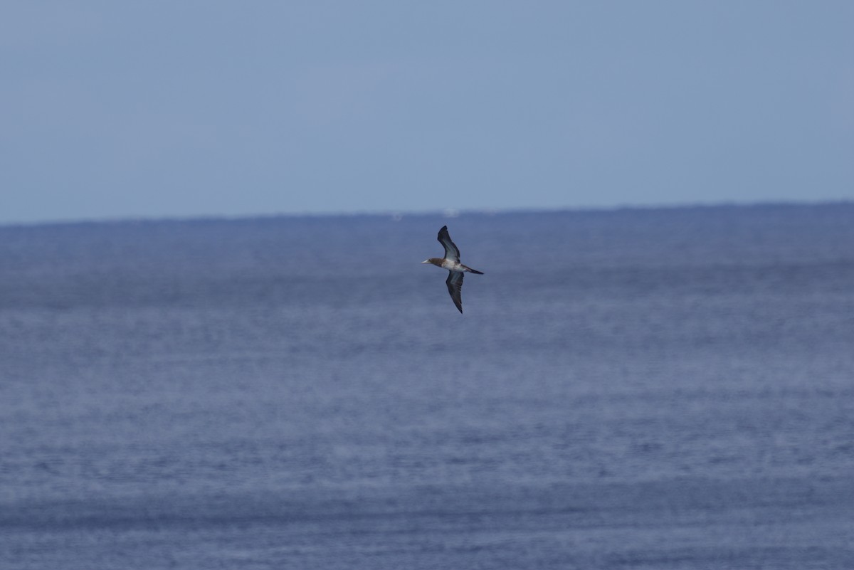 Brown Booby - ML347145171