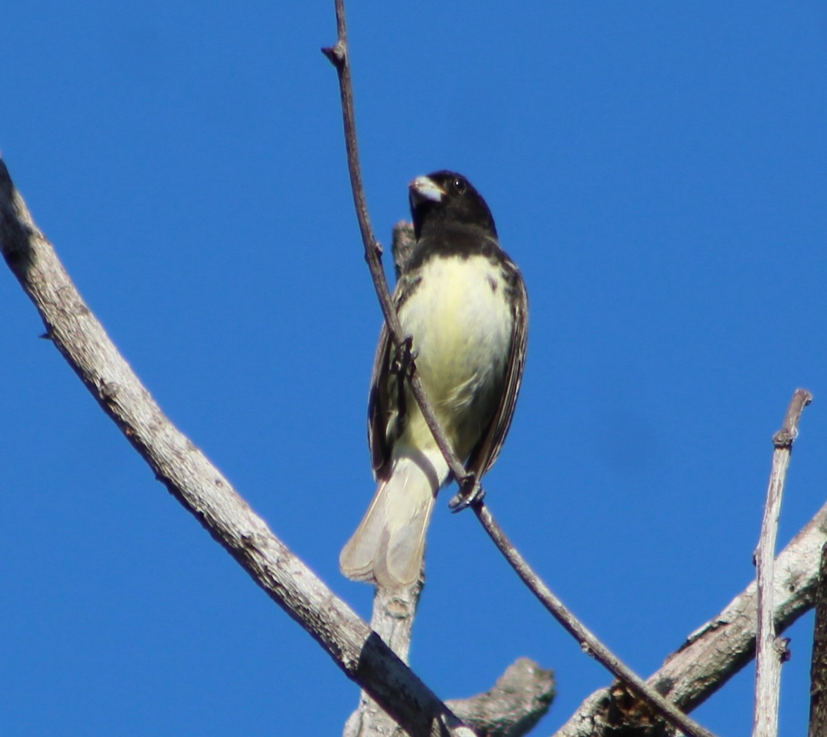 Yellow-bellied Seedeater - ML347150251