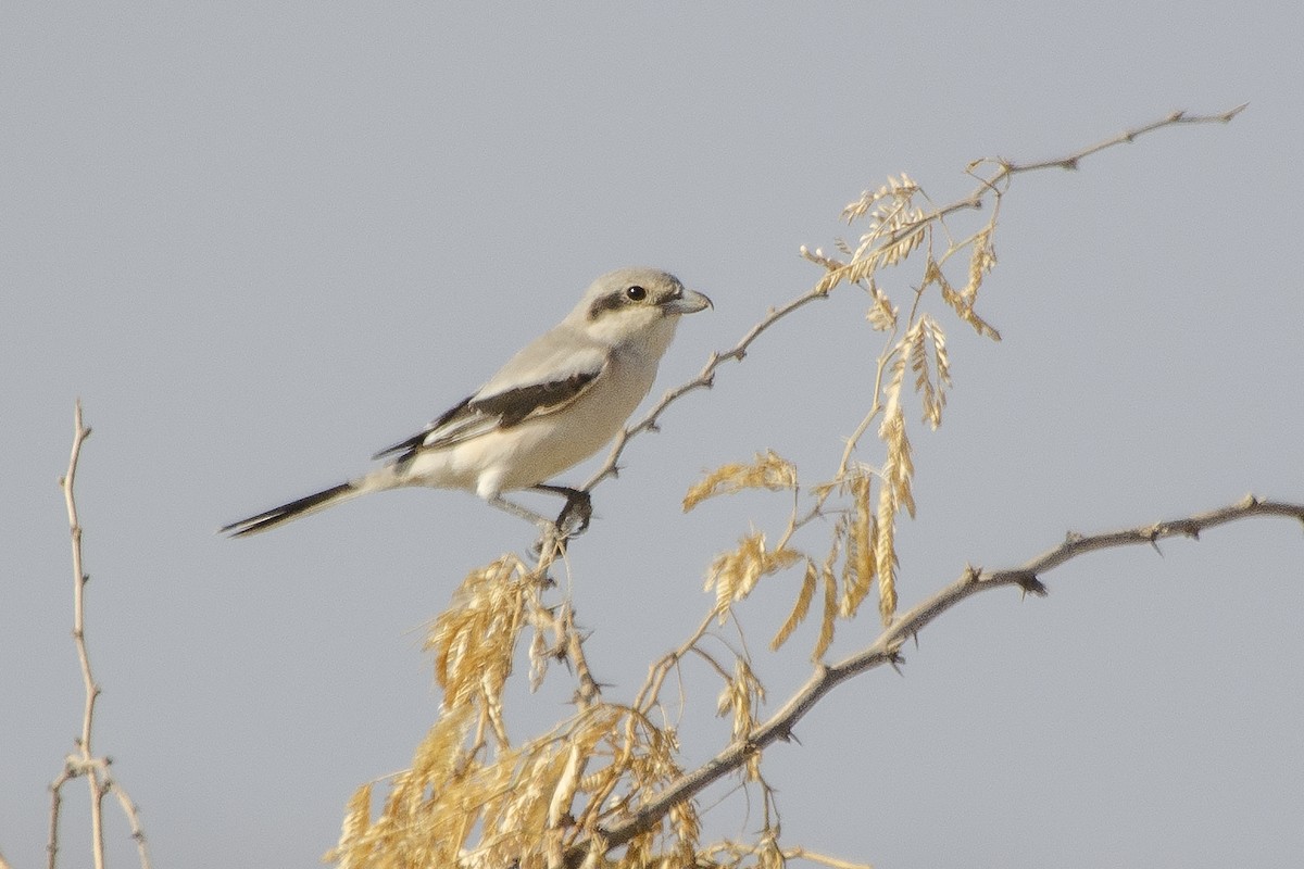 Great Gray Shrike (Steppe) - Miguel Rouco