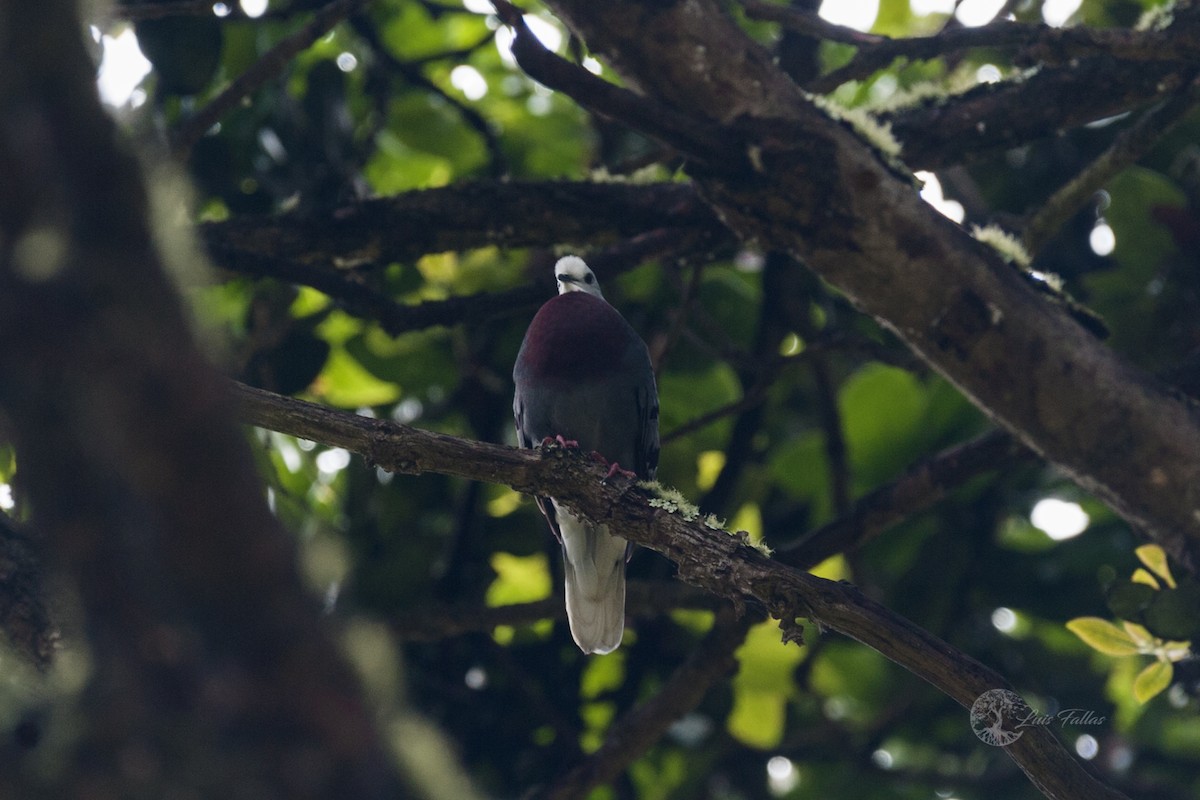 Maroon-chested Ground Dove - ML347156201