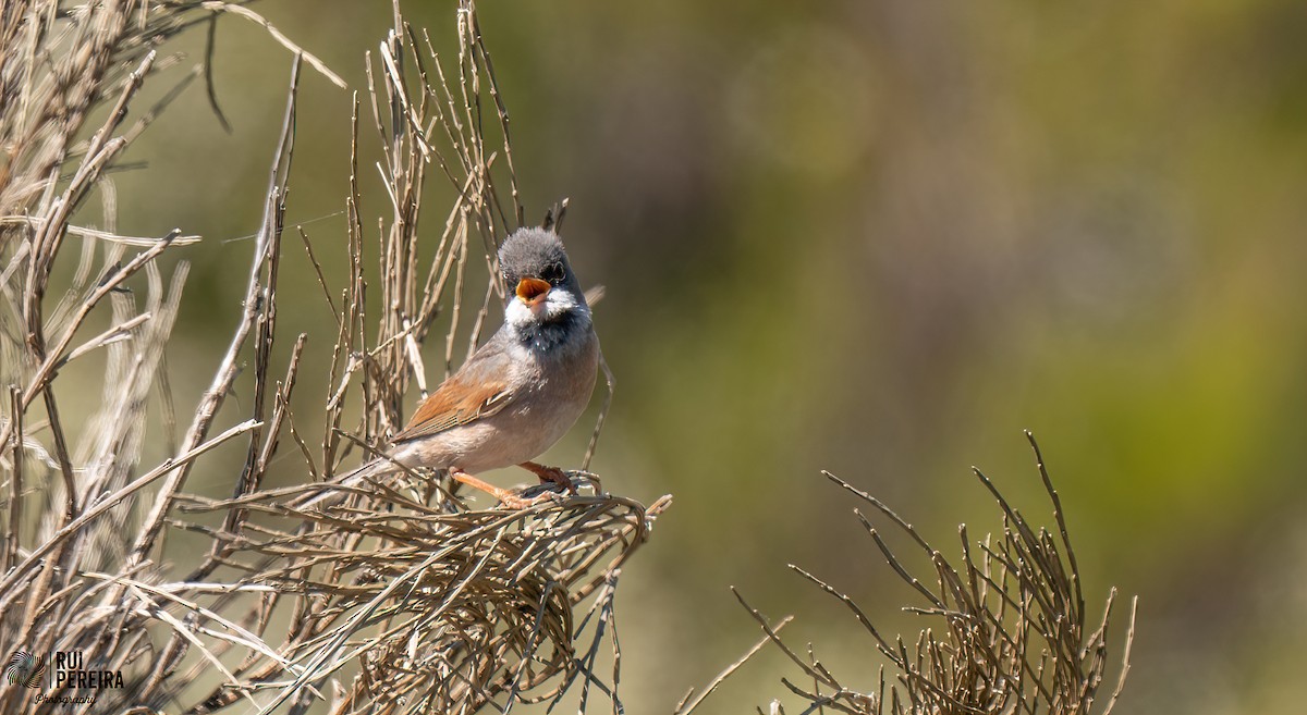 Spectacled Warbler - Rui Pereira | Portugal Birding