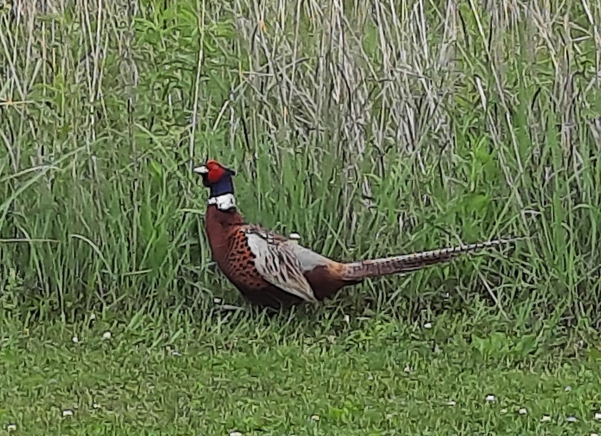 Ring-necked Pheasant - Debbie and Mark Raven