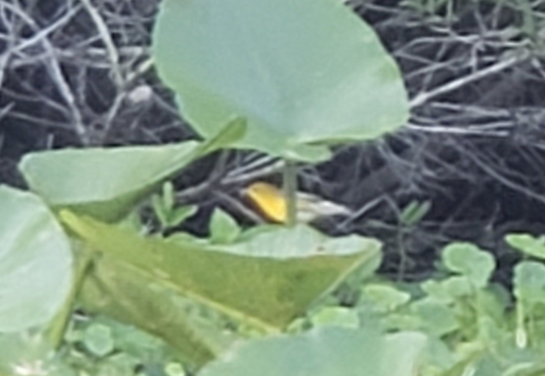 Prothonotary Warbler - Lorri Lilja