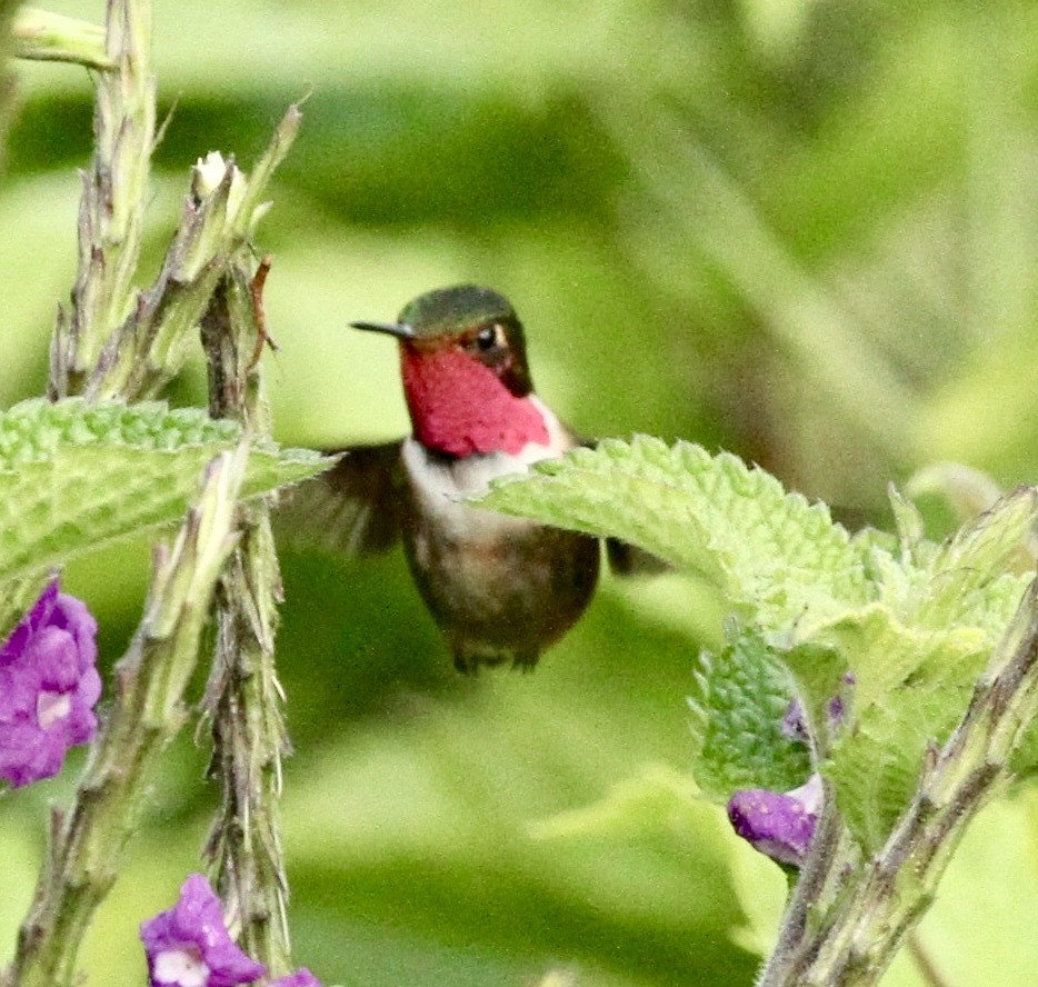 Volcano Hummingbird (Rose-throated) - ML347164671