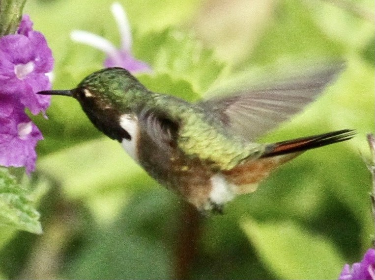Volcano Hummingbird (Rose-throated) - Connie Lintz