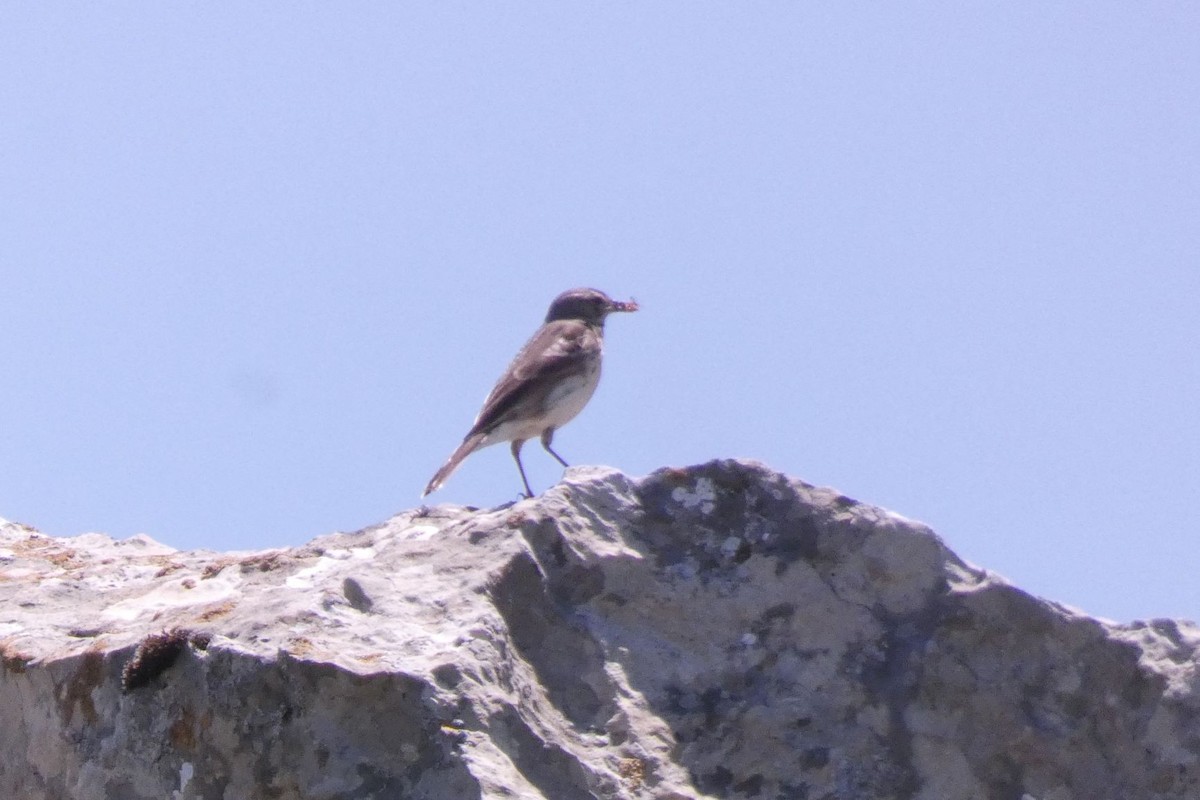 Water Pipit - ML347168461