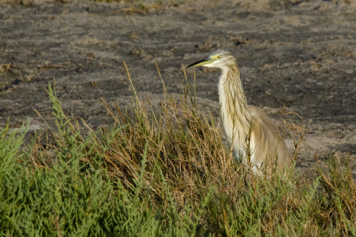 Indian Pond-Heron - Miguel Rouco