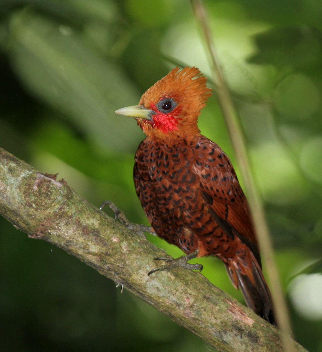 Chestnut-colored Woodpecker - ML34717861