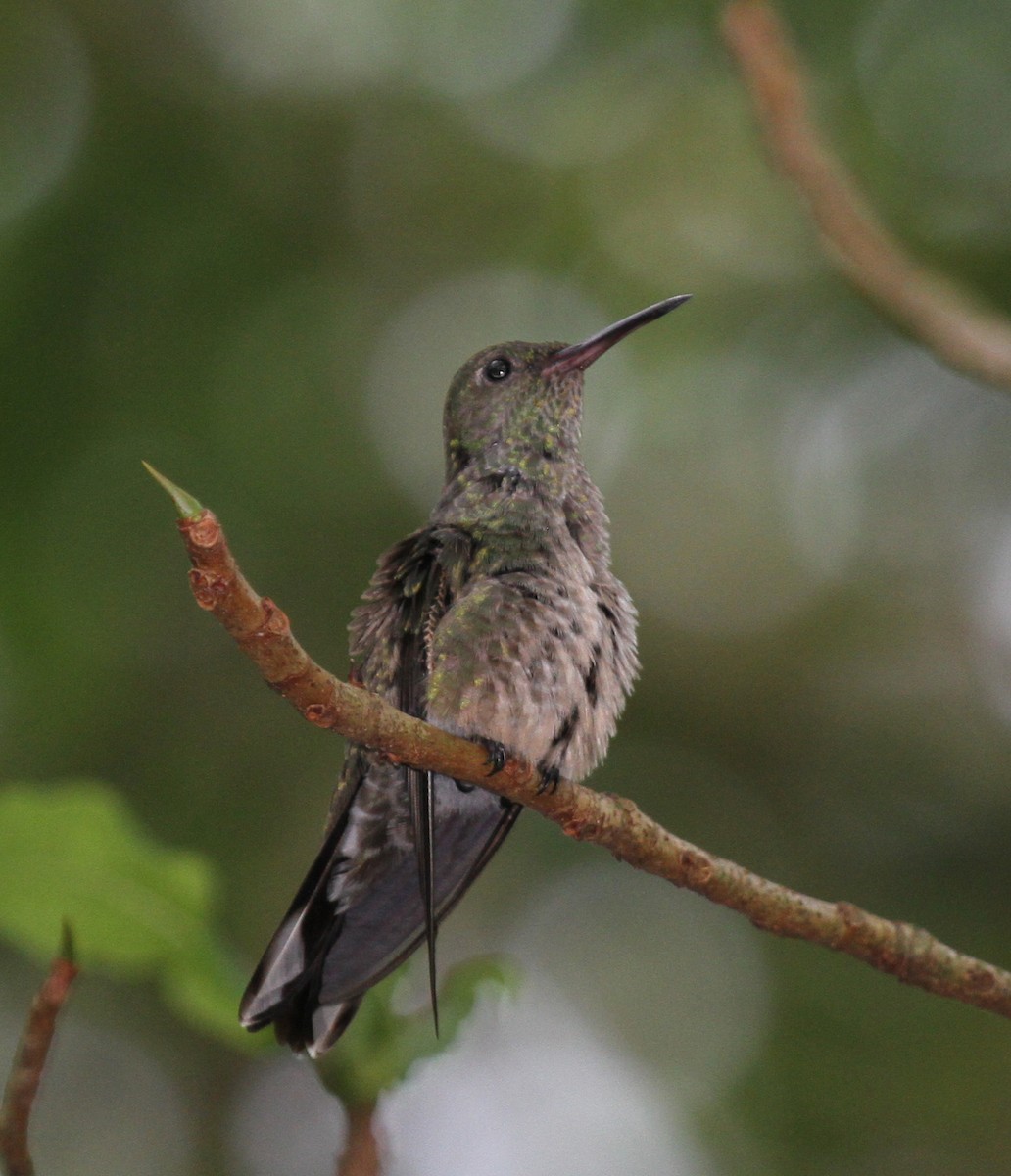 Scaly-breasted Hummingbird - Matthew Grube