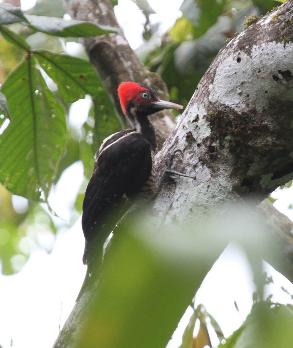 Pale-billed Woodpecker - ML34718511