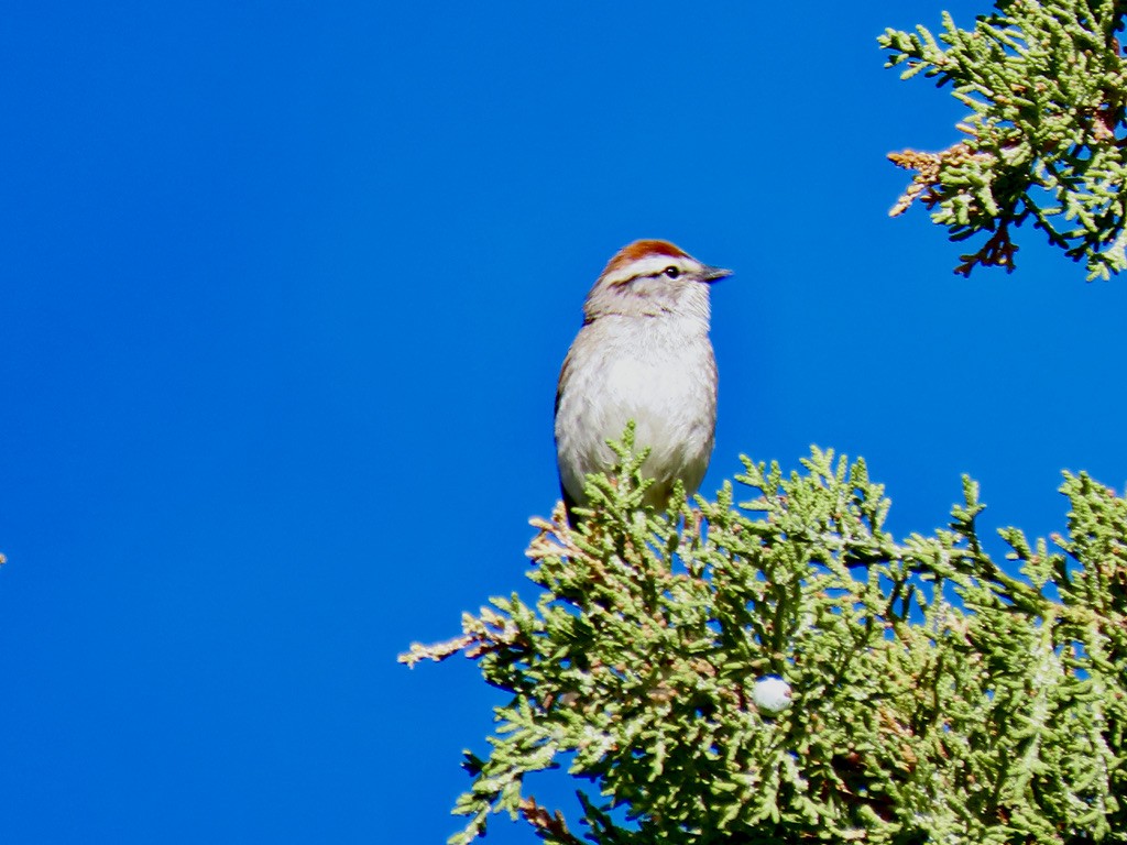 Chipping Sparrow - Anne Tucker
