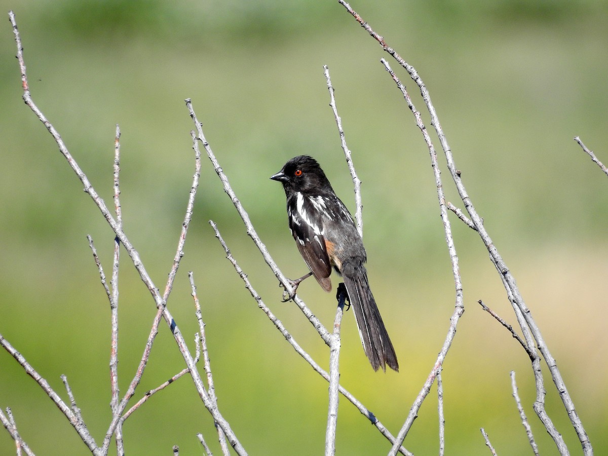 Spotted Towhee - ML347199781
