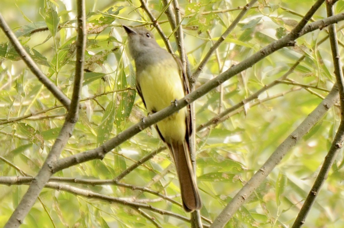 Great Crested Flycatcher - ML347203421