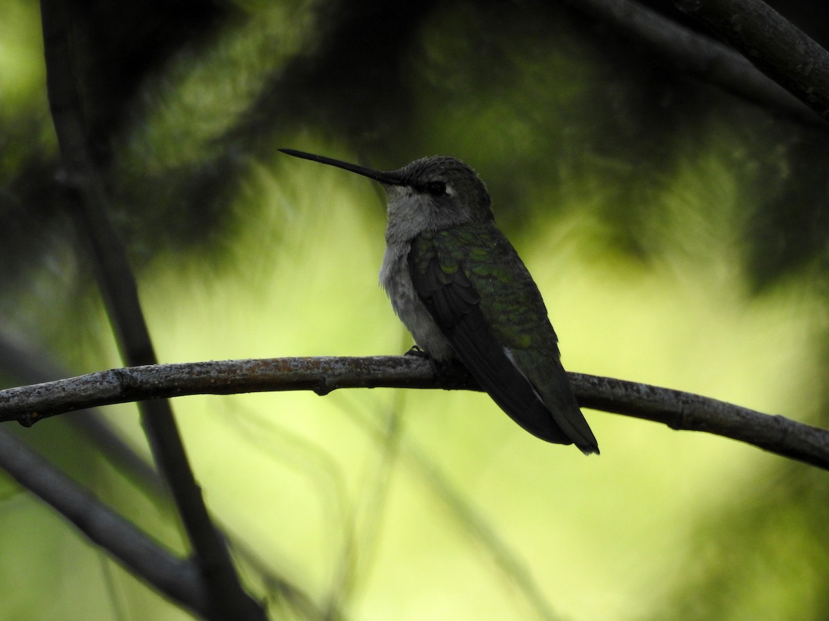 Black-chinned Hummingbird - ML347204271