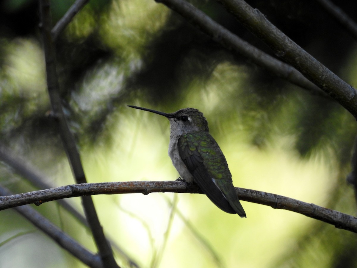 Black-chinned Hummingbird - ML347204281