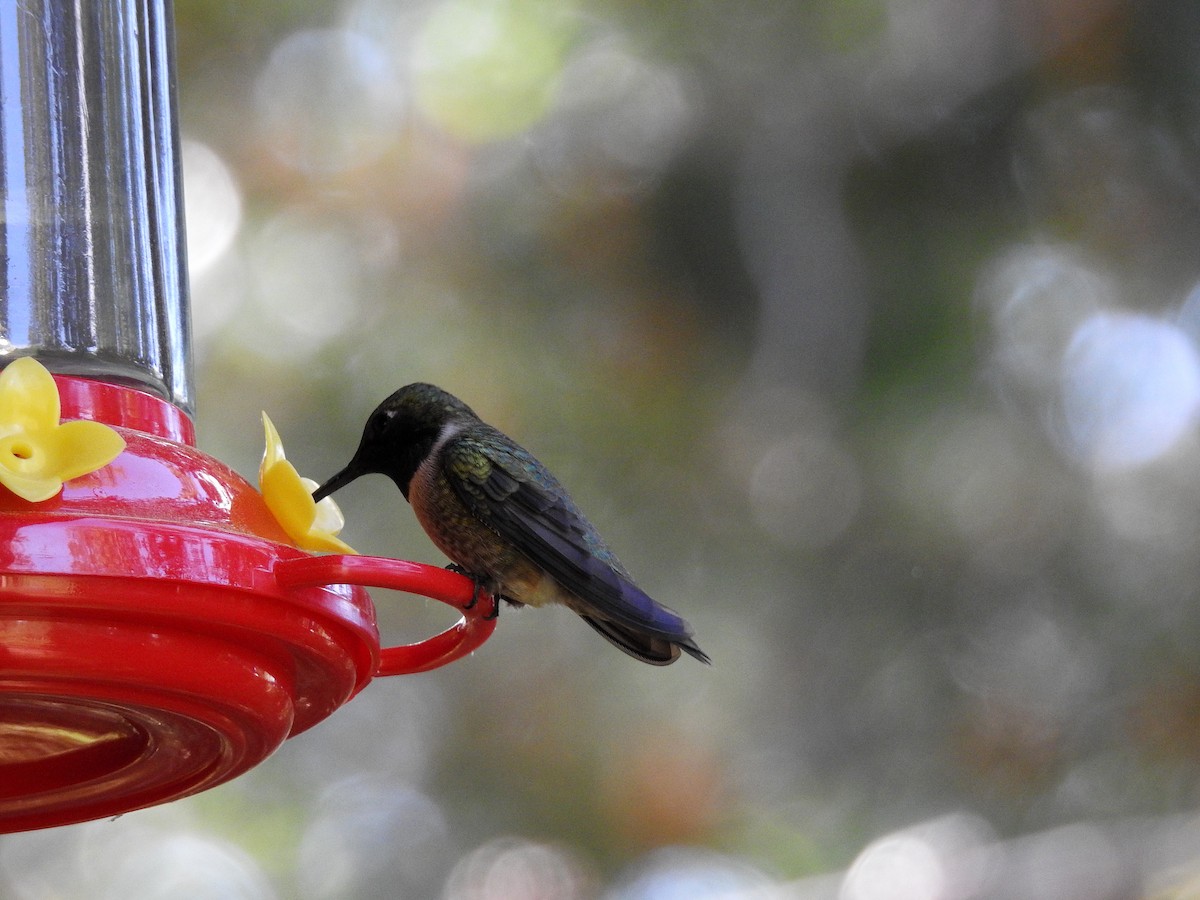 Black-chinned Hummingbird - ML347204301