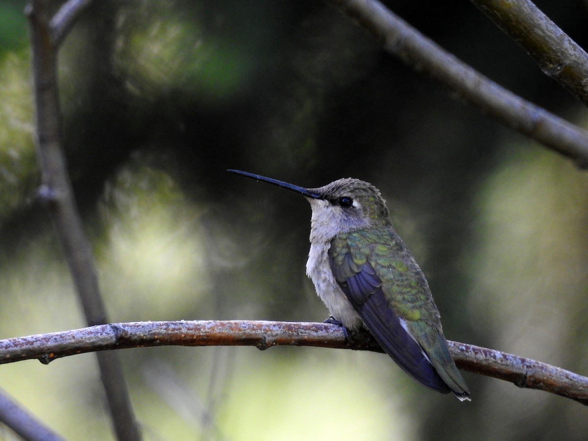Black-chinned Hummingbird - Luis Gonzalez