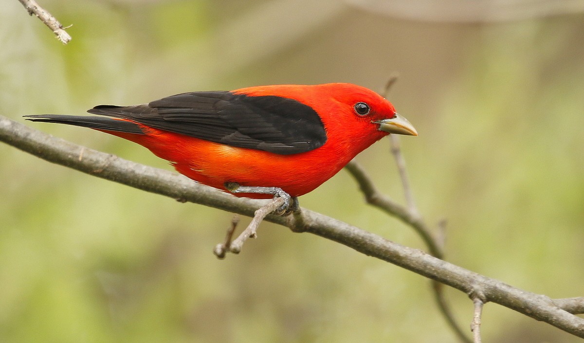Scarlet Tanager - ML347207421