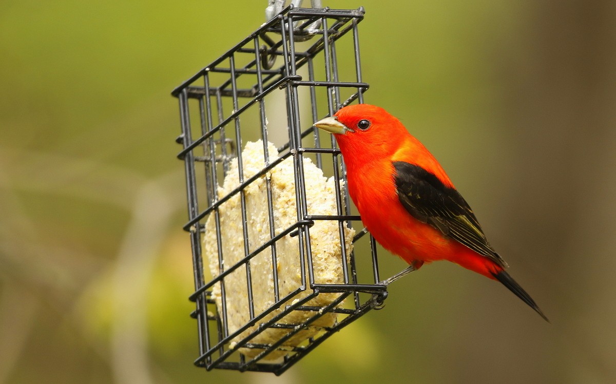 Scarlet Tanager - ML347207481