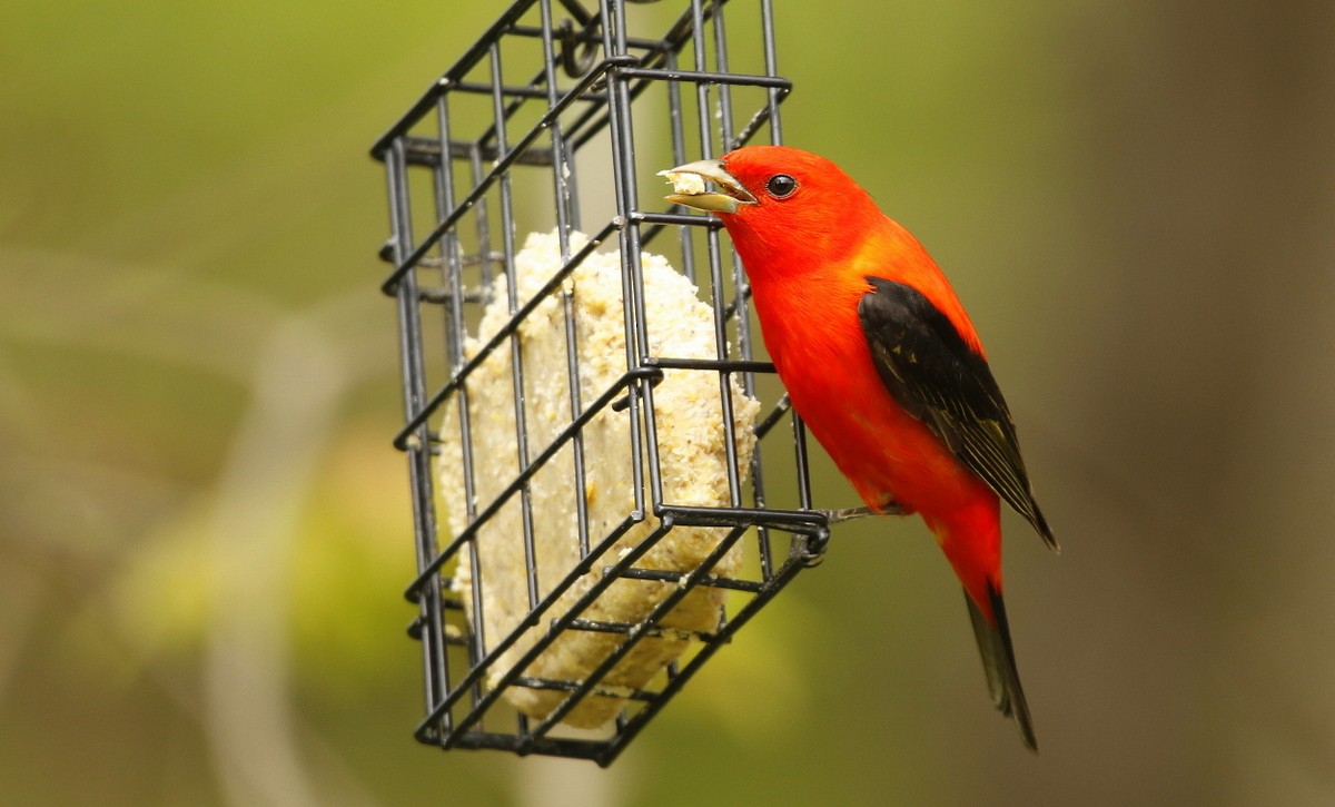 Scarlet Tanager - ML347207521