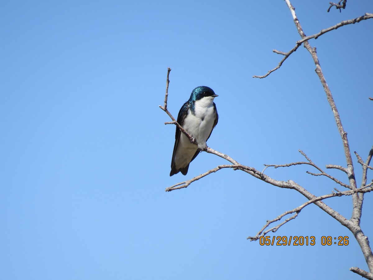 Tree Swallow - ML347208111