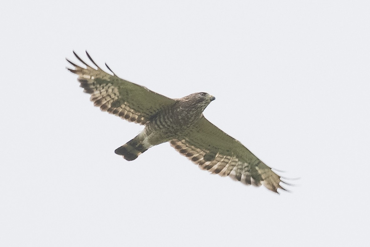 Broad-winged Hawk - ML347215161