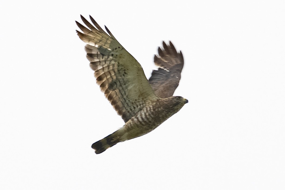 Broad-winged Hawk - ML347215181