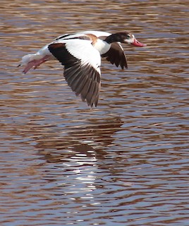 Common Shelduck, ML347217231
