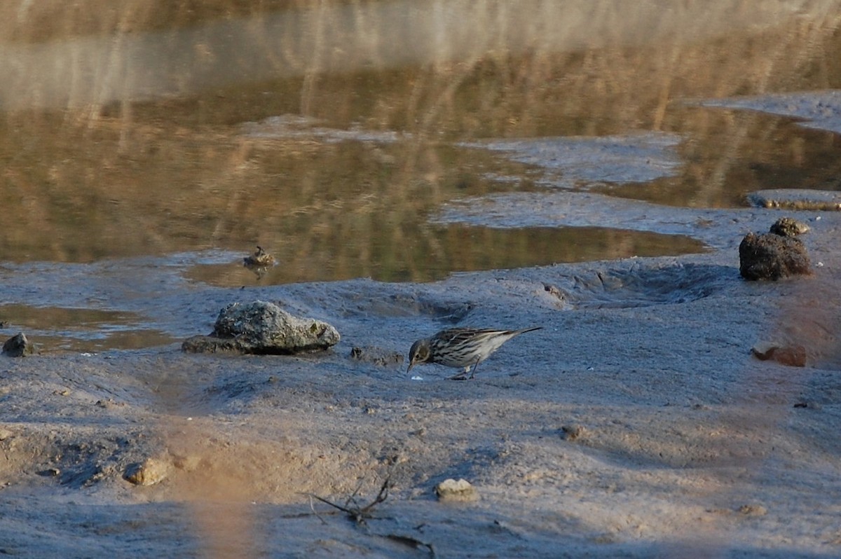 Water Pipit - ML34722001
