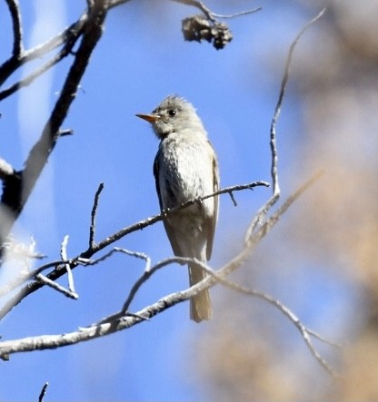 Greater Pewee - ML347225521