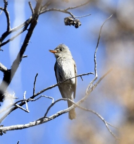 Greater Pewee - Jim Collins