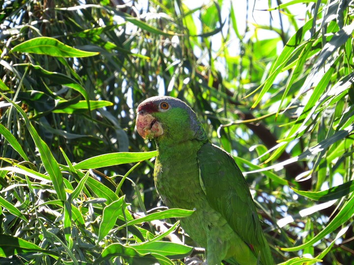 Lilac-crowned Parrot - Jasmine Kay