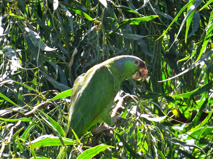 Lilac-crowned Parrot - Jasmine Kay