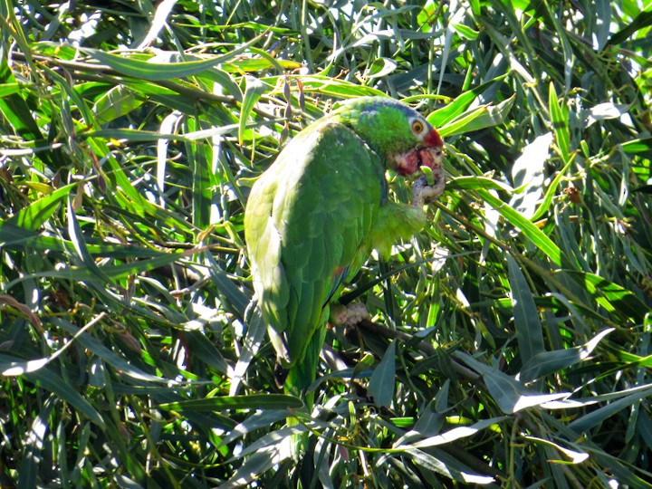 Red-crowned Parrot - ML347227701