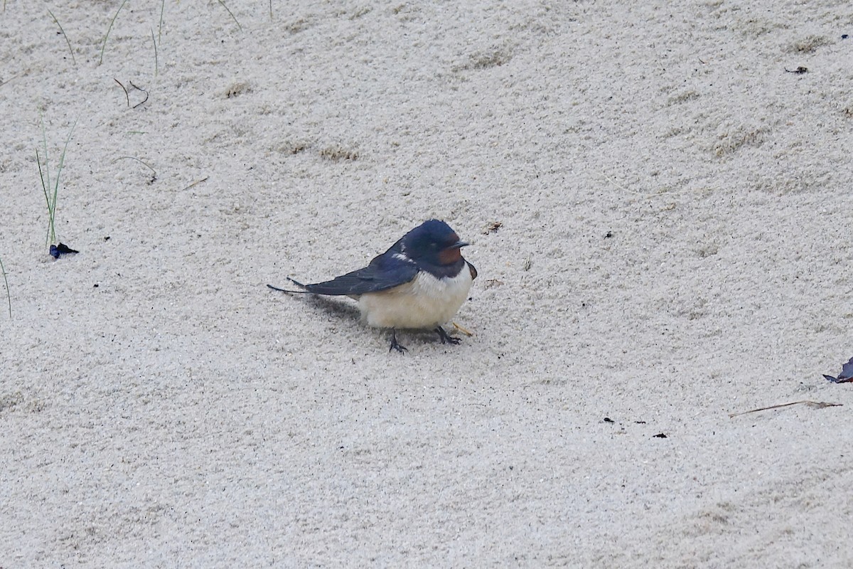 Barn Swallow (White-bellied) - ML347227741