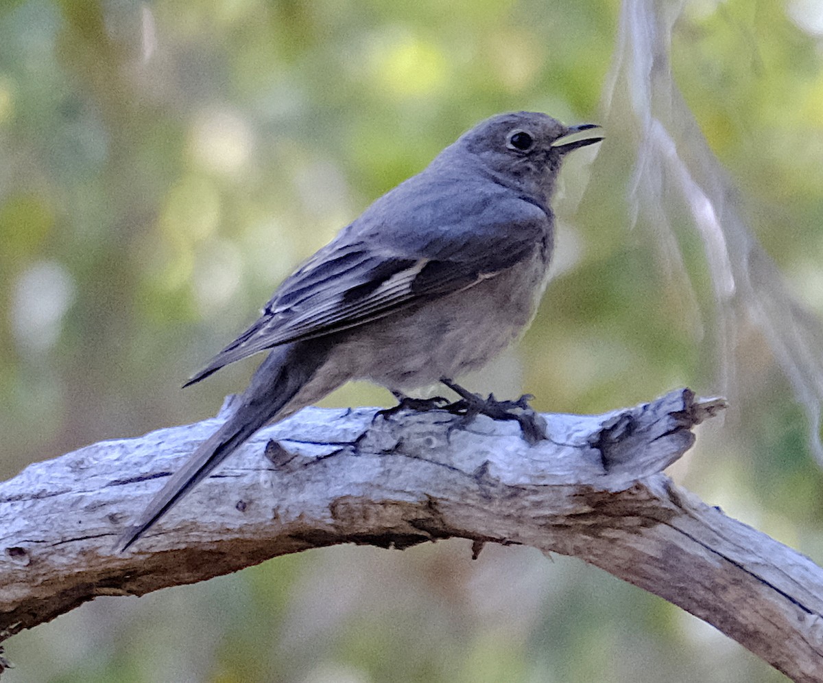 Townsend's Solitaire - ML347229771
