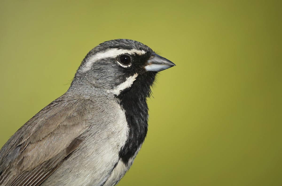 Black-throated Sparrow - ML347230331