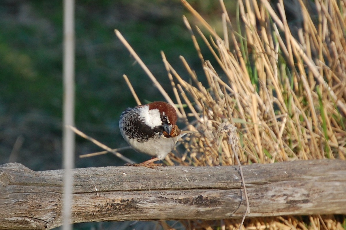 Italian Sparrow - irina shulgina